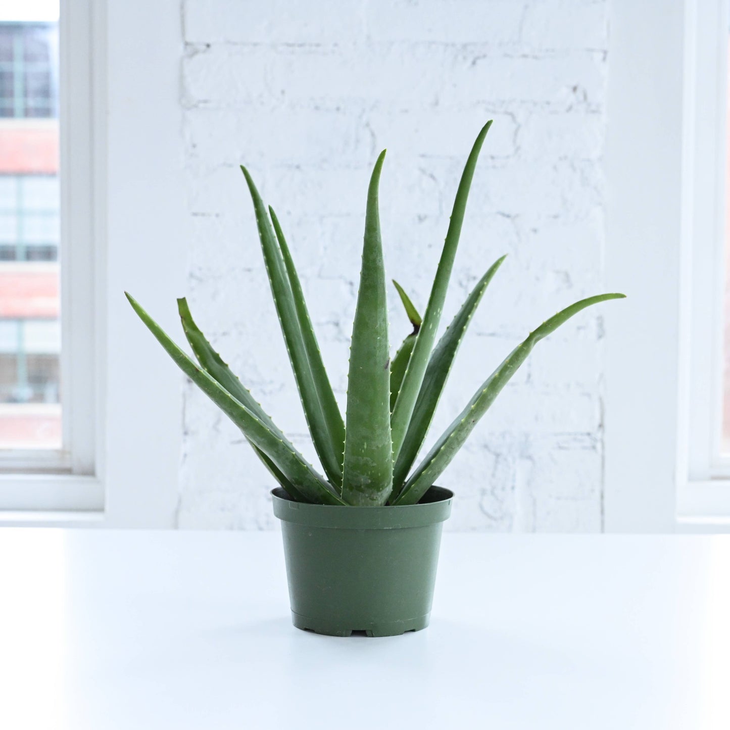 Aloe Vera - 4"
