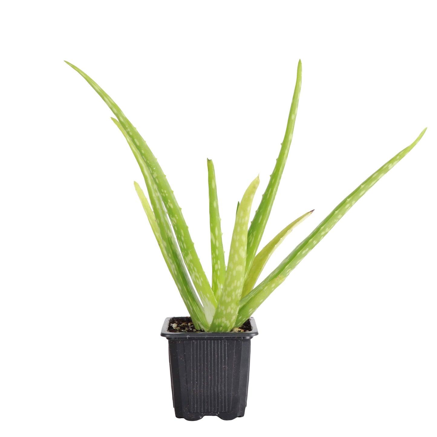 Aloe Vera - 4"