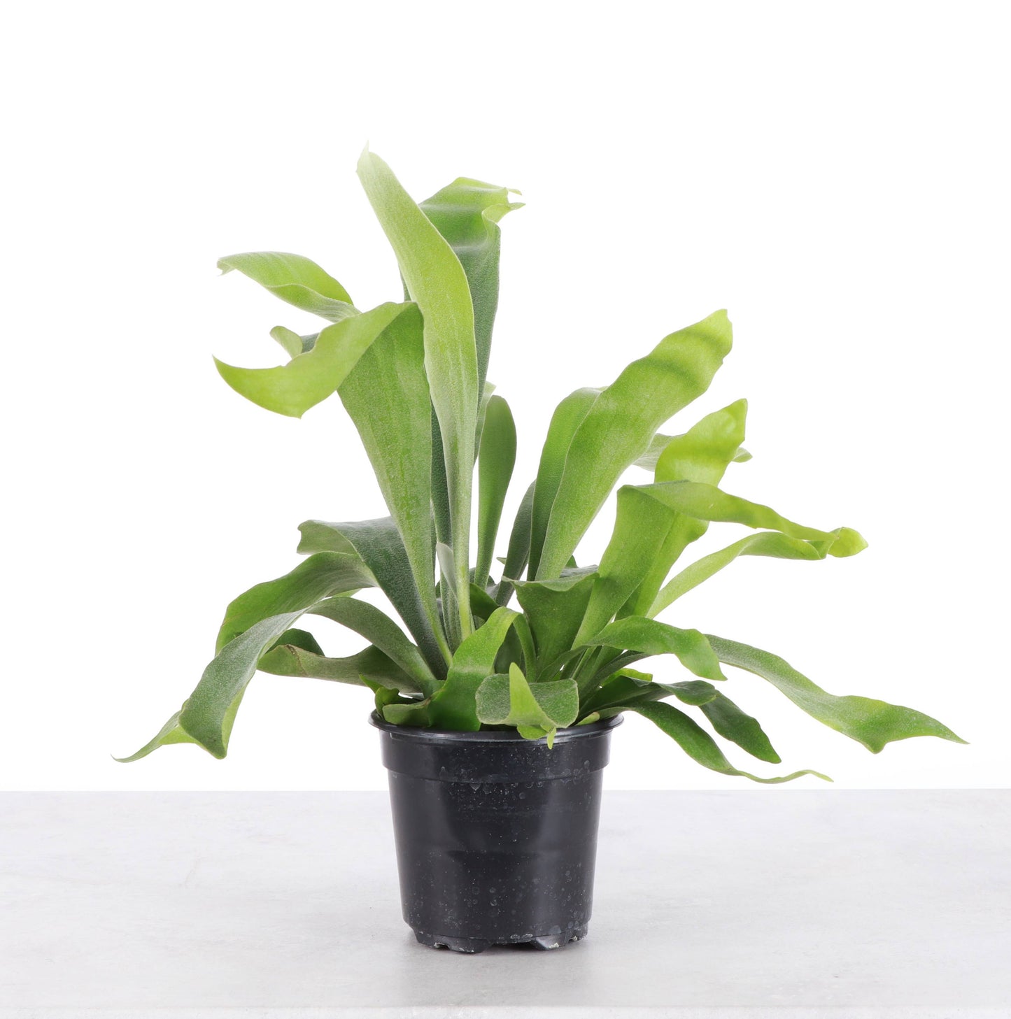 Staghorn Fern - 4"