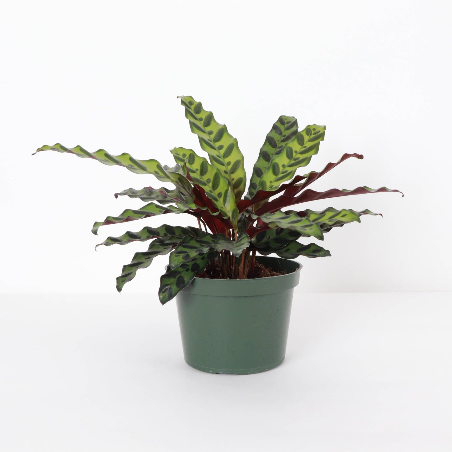 Calathea Rattlesnake - 4"