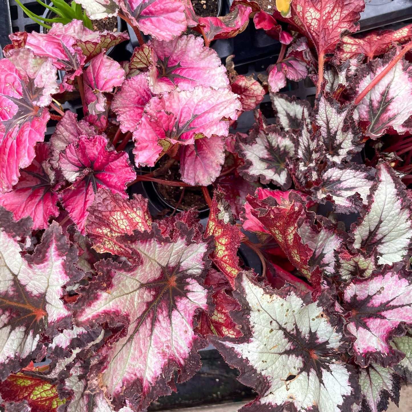 Rex Begonia - 4"