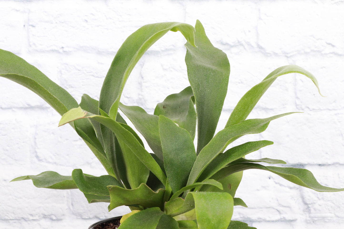 Staghorn Fern - 4"
