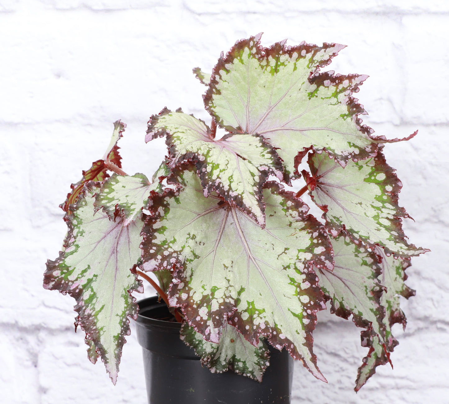 Rex Begonia - 4"