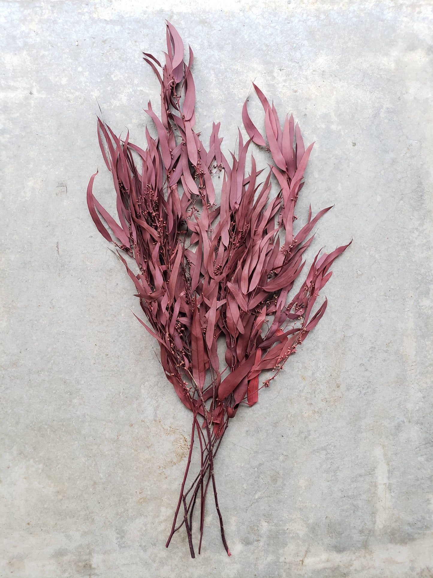 Preserved Weeping Willow Seed Eucalyptus - Burgundy Red