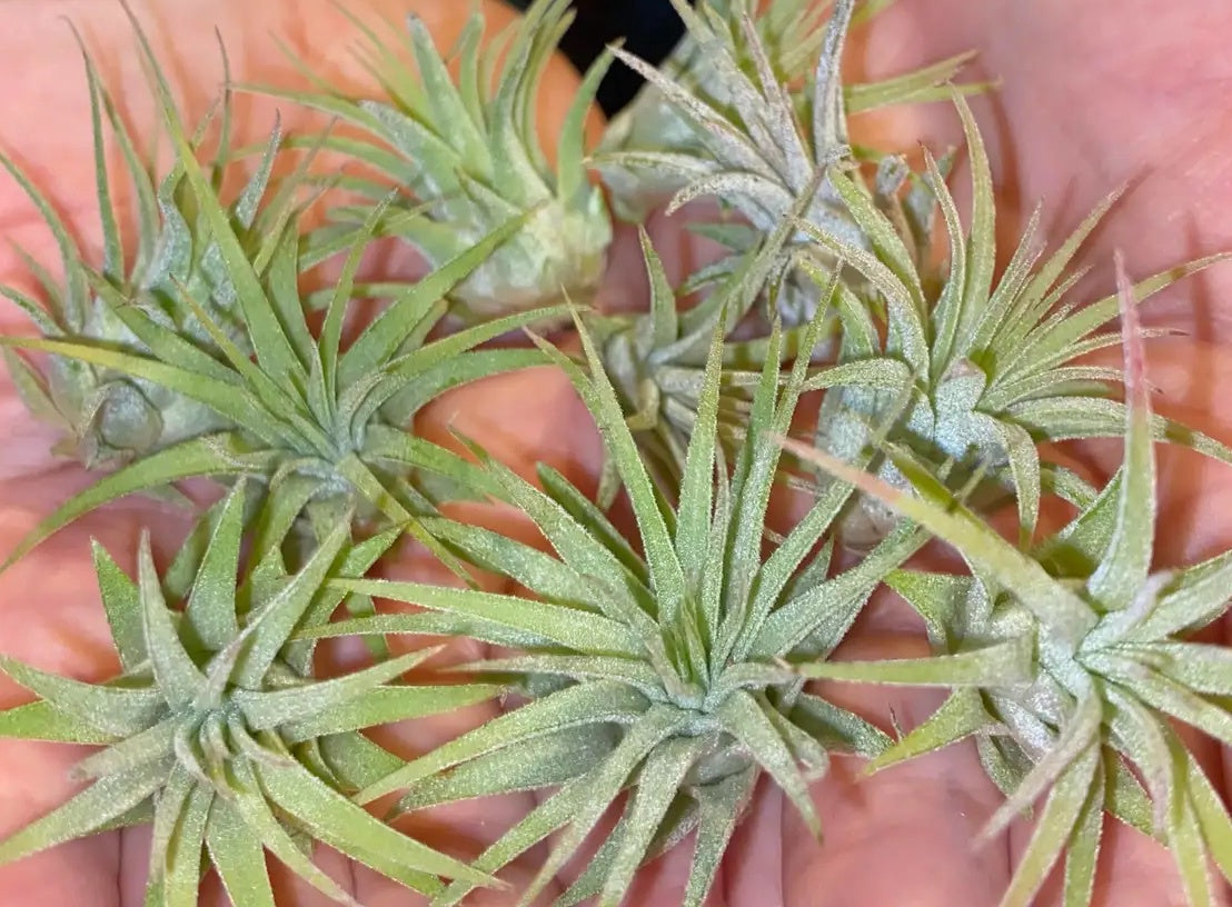 Mini Air Plant