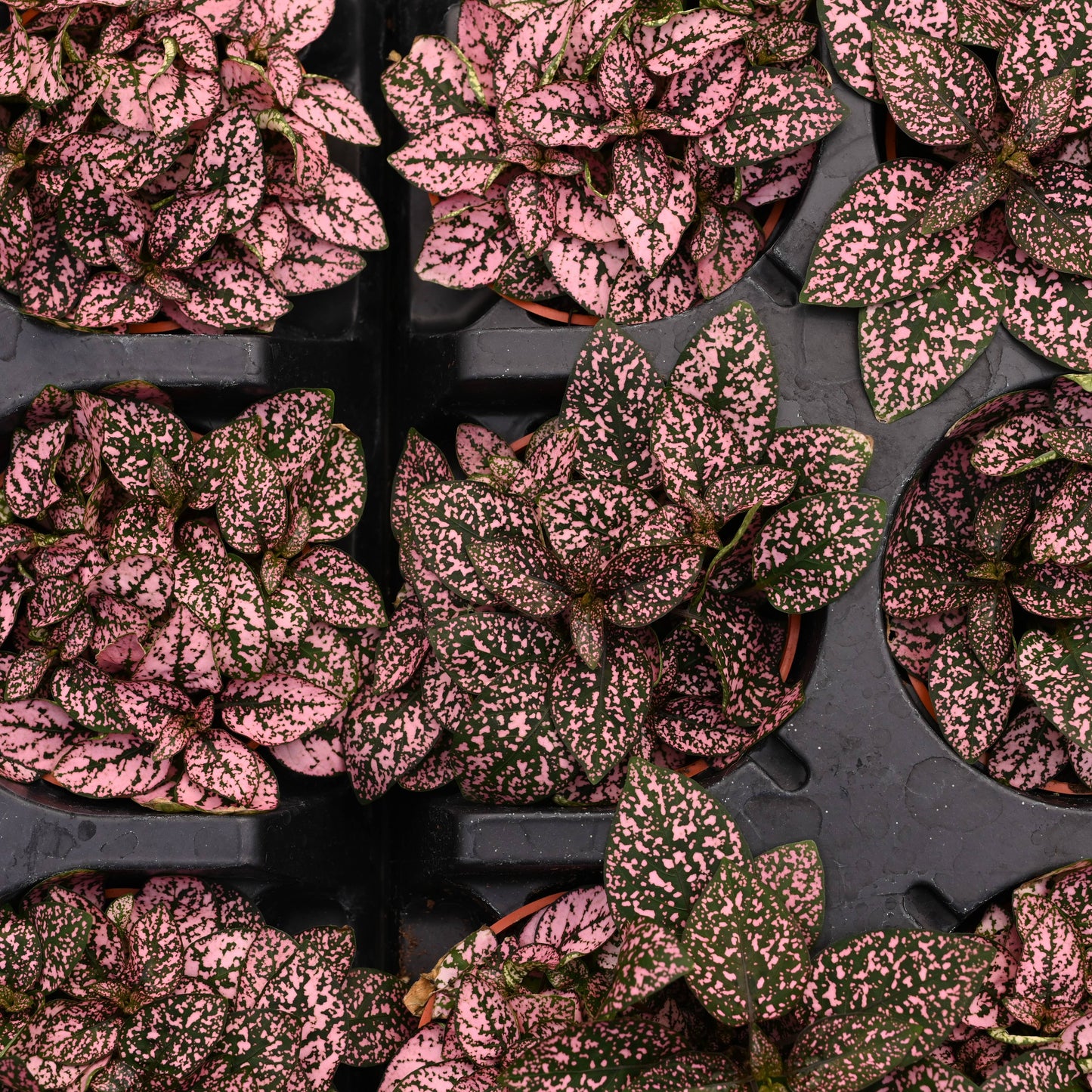 Pink Splash - 3"