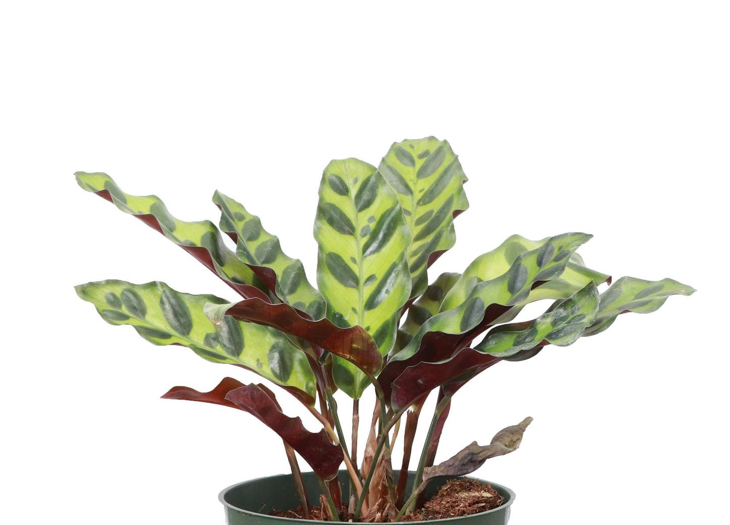 Calathea Rattlesnake - 4"