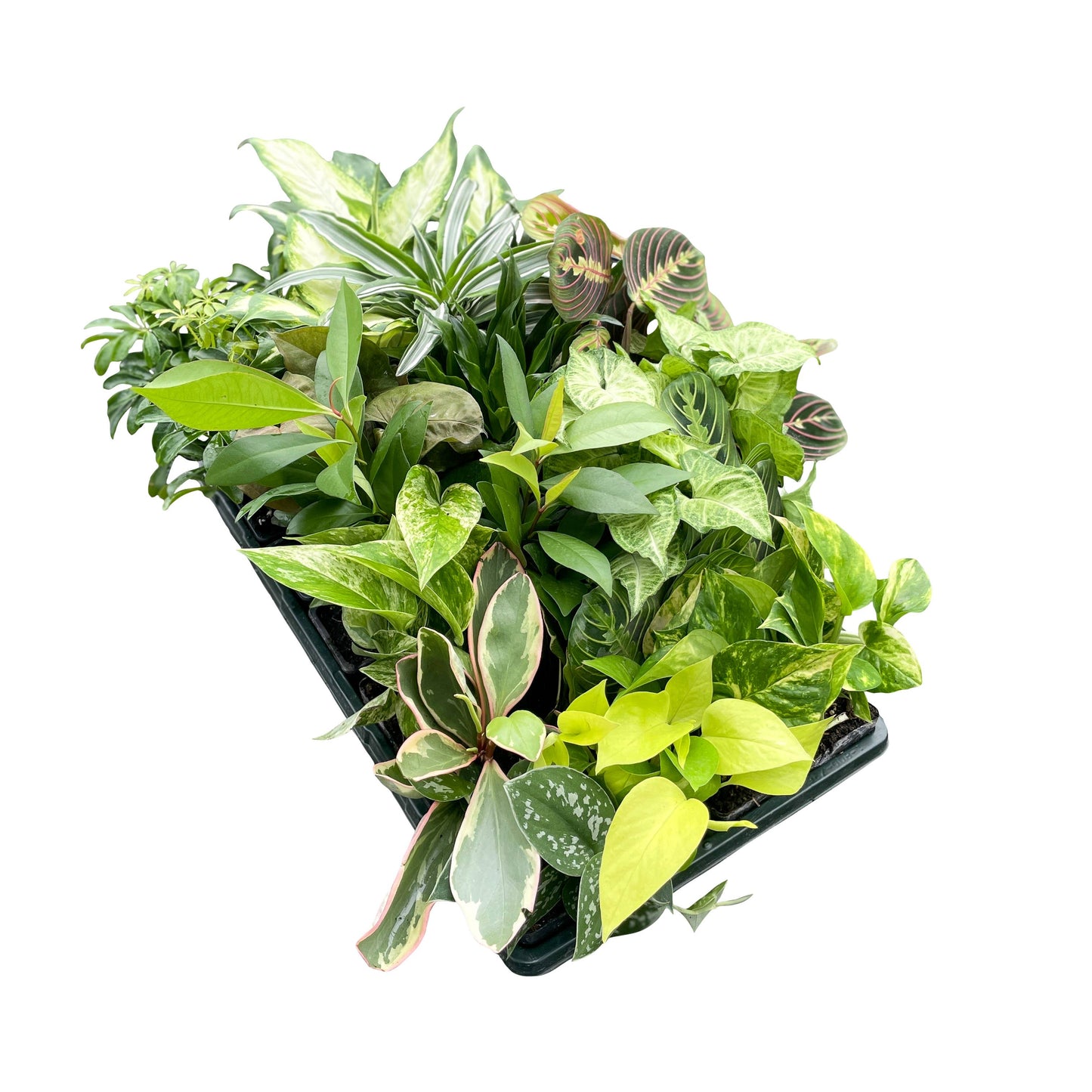 Plants Assort. - 3"
