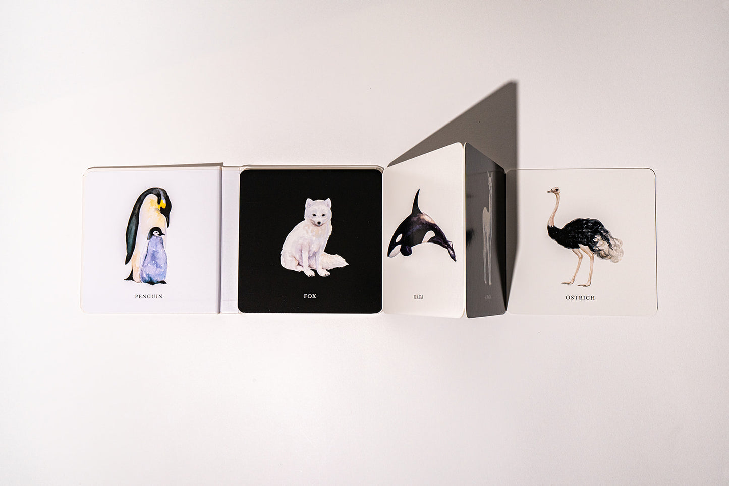 Baby's Contrast Book
