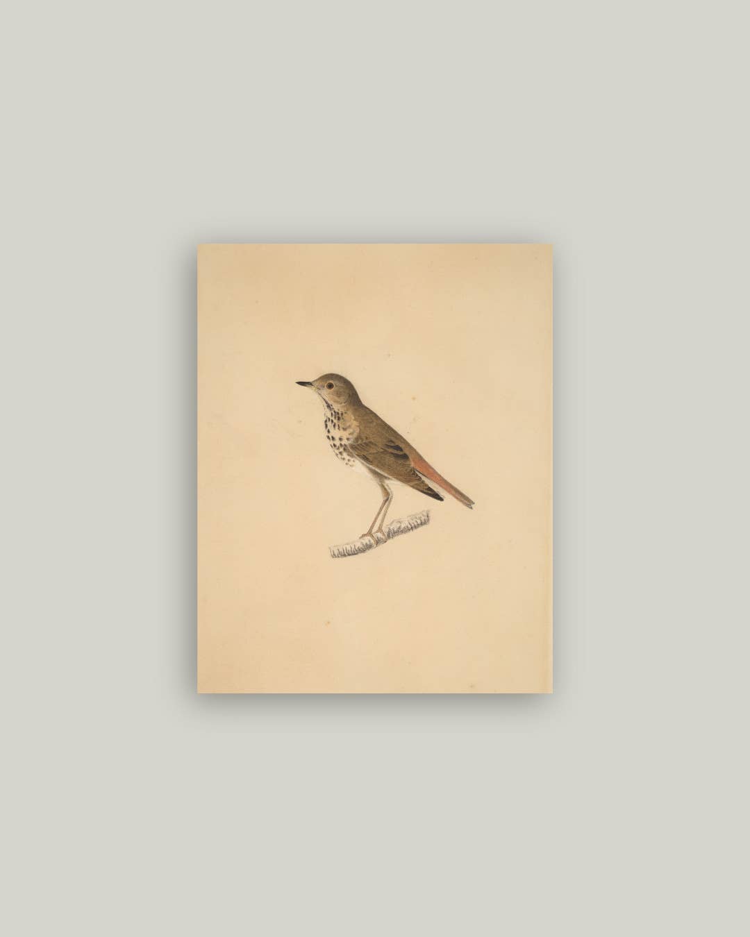 Bird Antique Artist Board