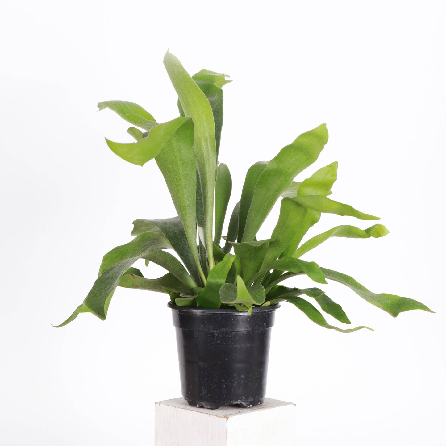Staghorn Fern - 4"