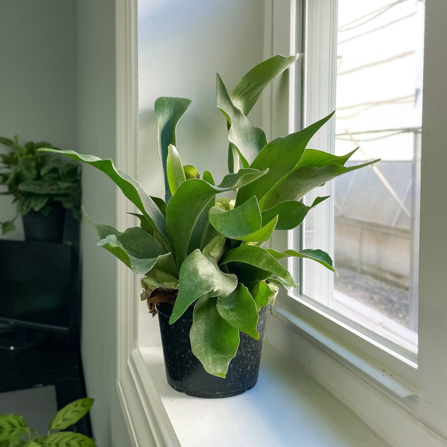 Staghorn Fern - 4"