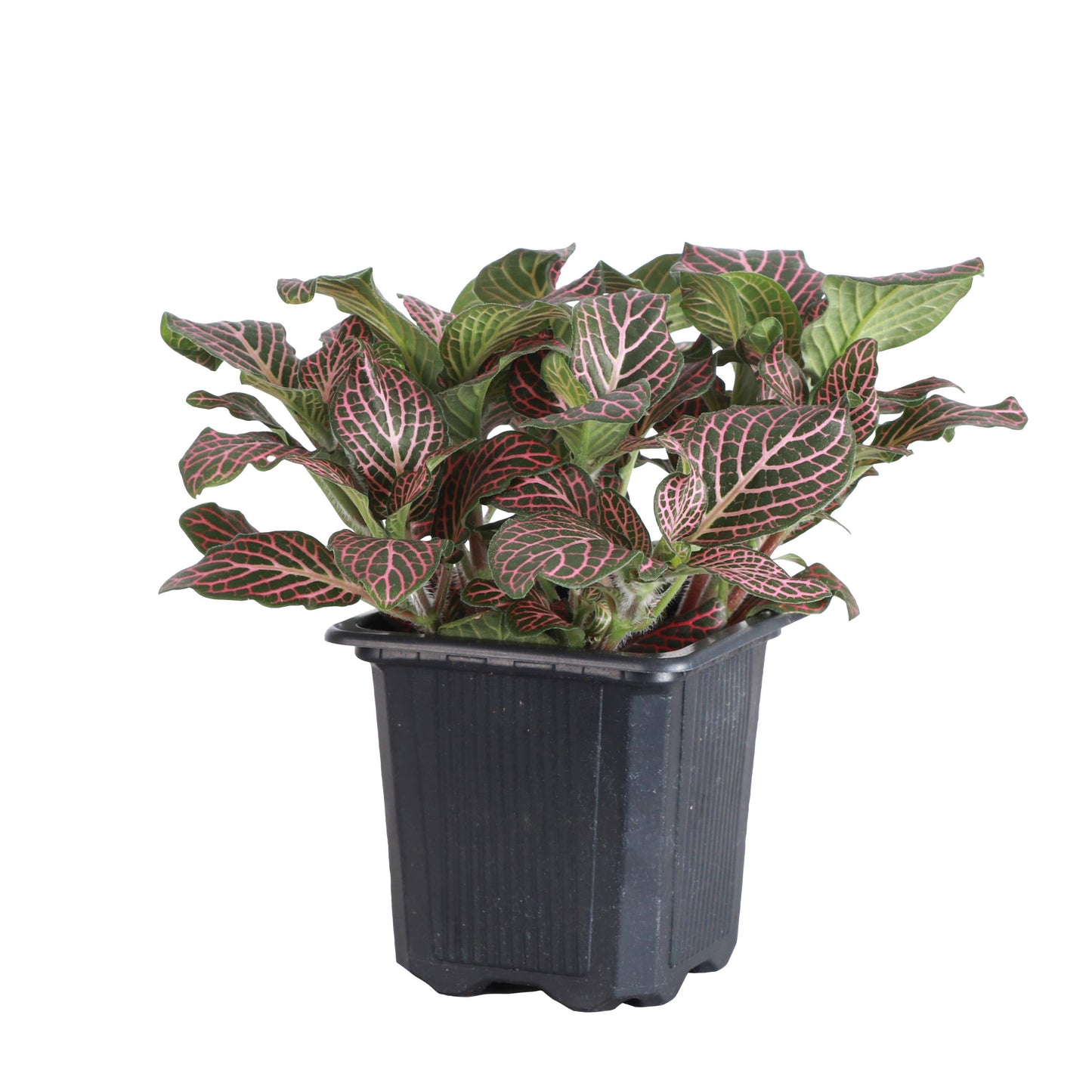 Pink Fittonia Nerve - 3"