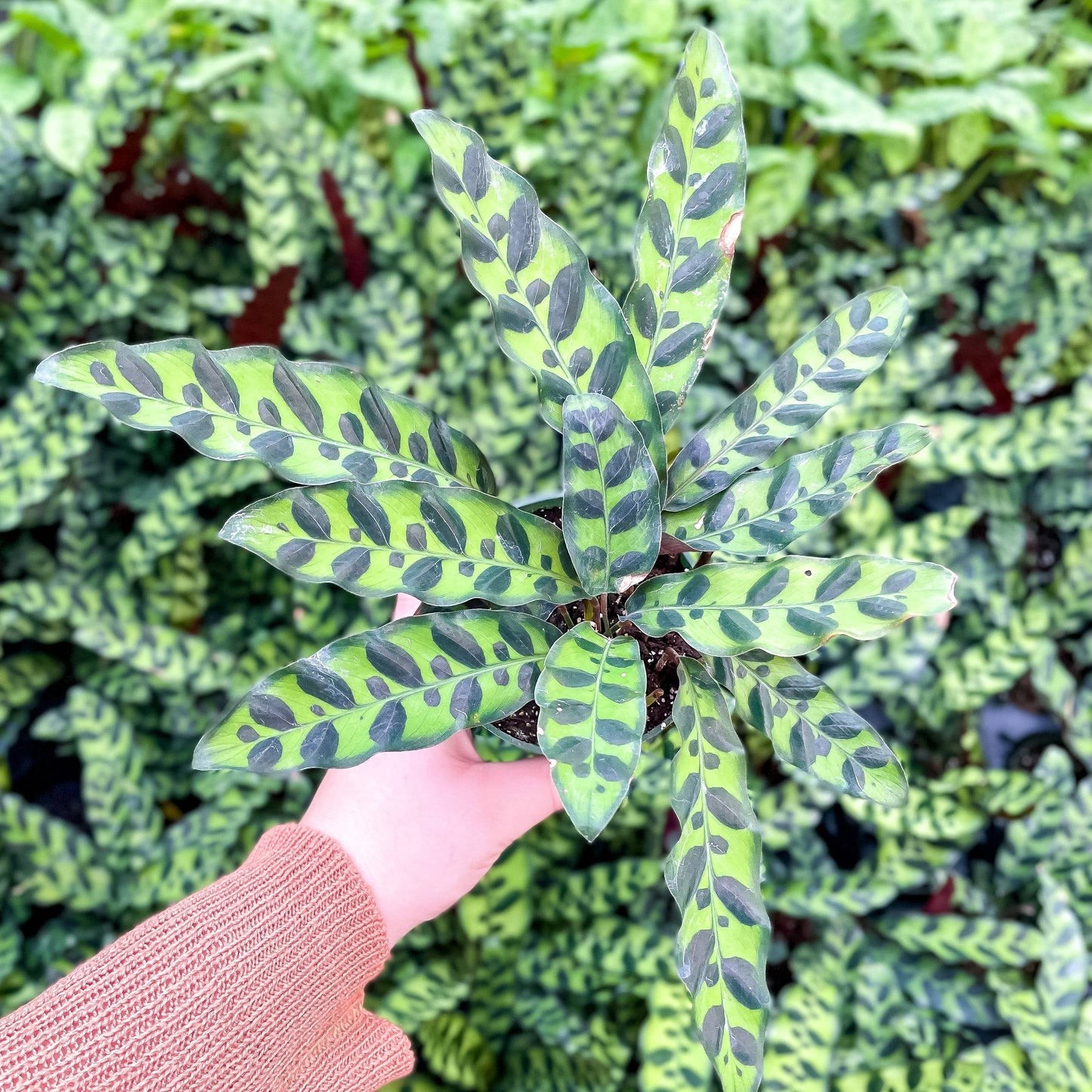 Calathea Rattlesnake - 4"
