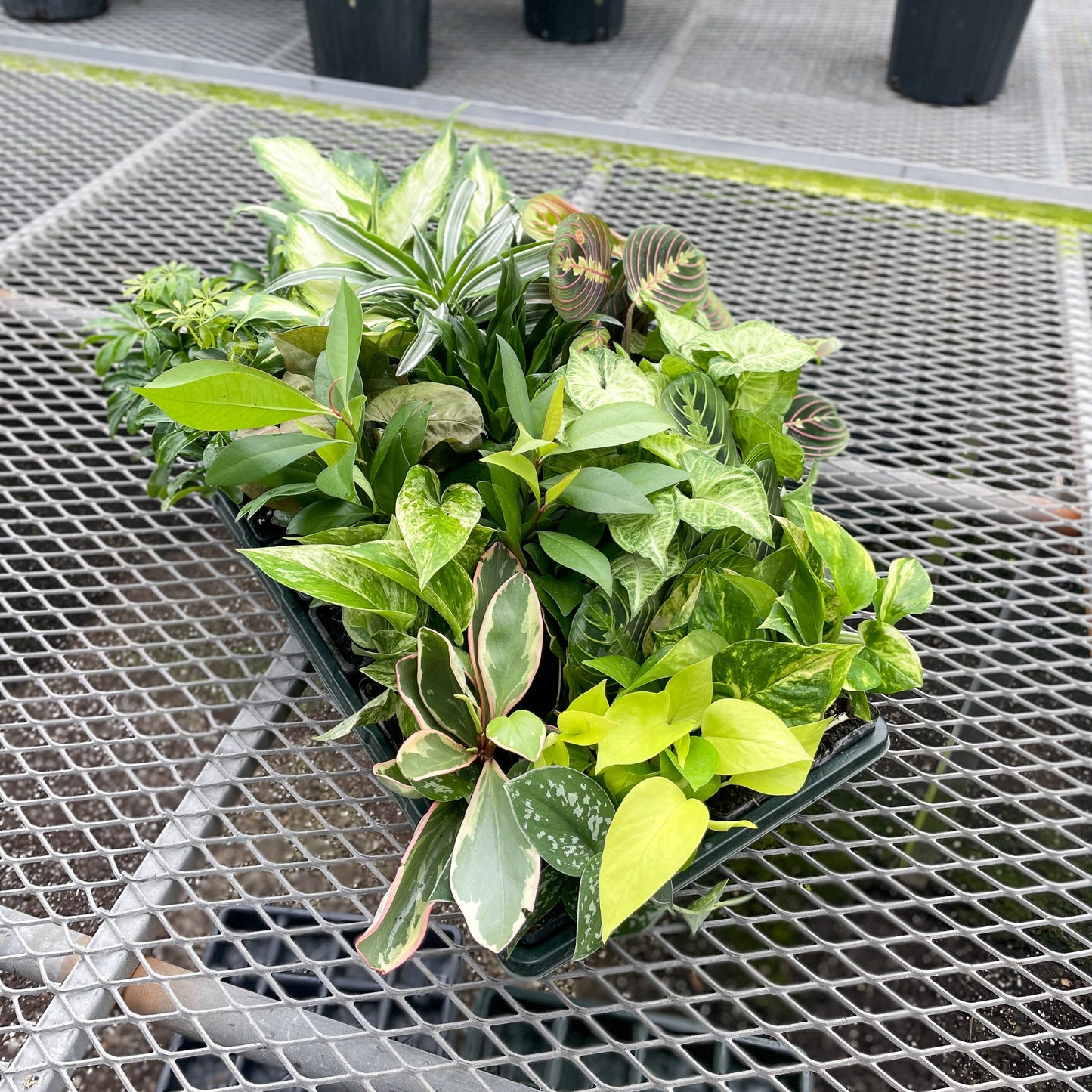 Plants Assort. - 3"