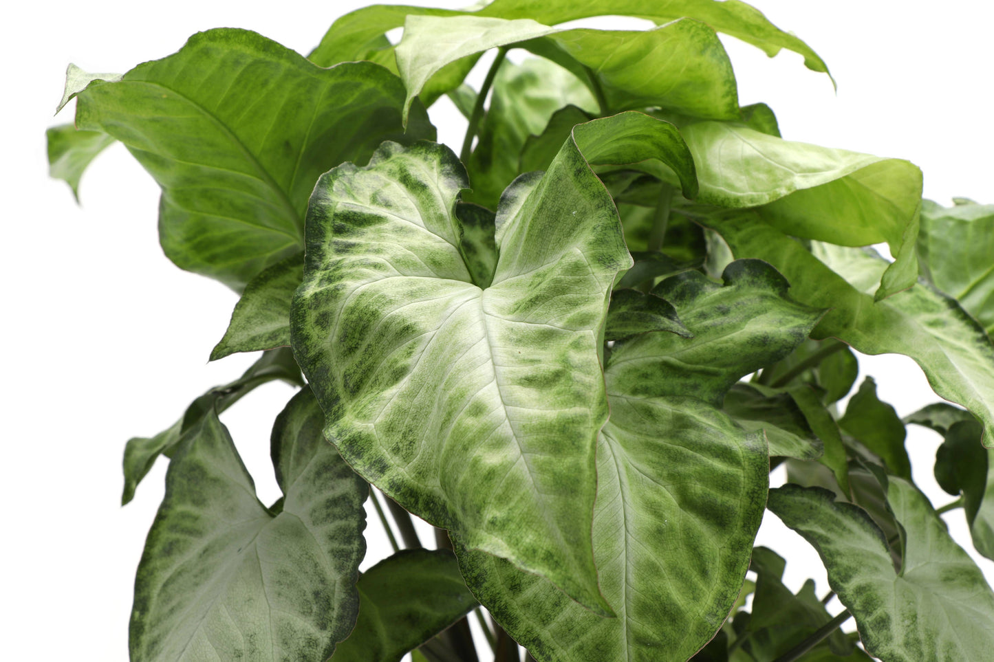 Butterfly Syngonium - 3"