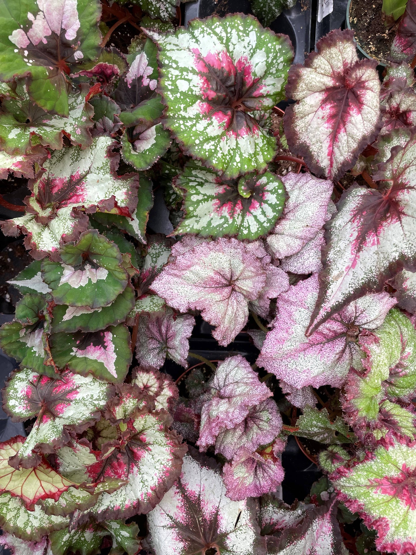 Rex Begonia - 4"
