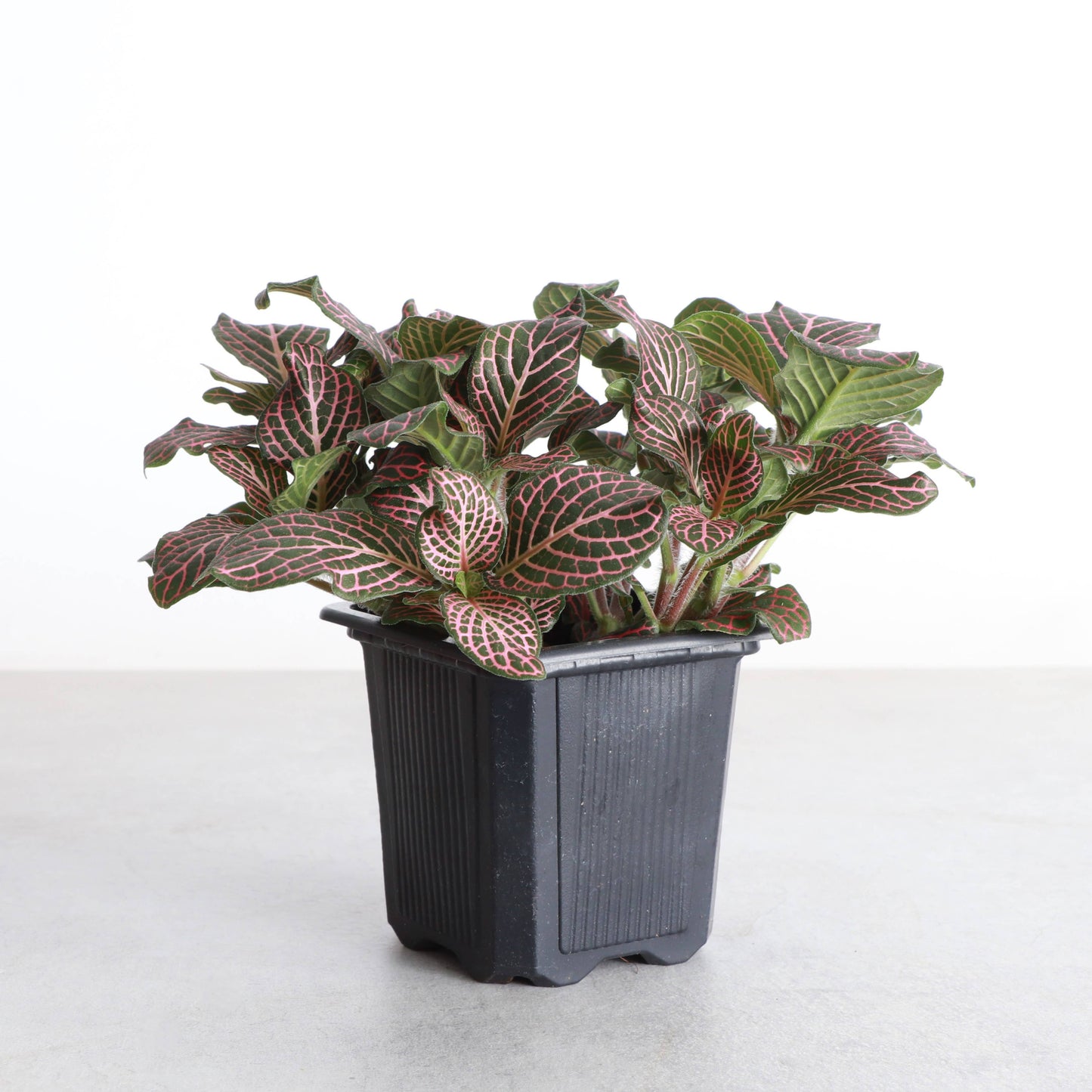 Pink Fittonia Nerve - 3"