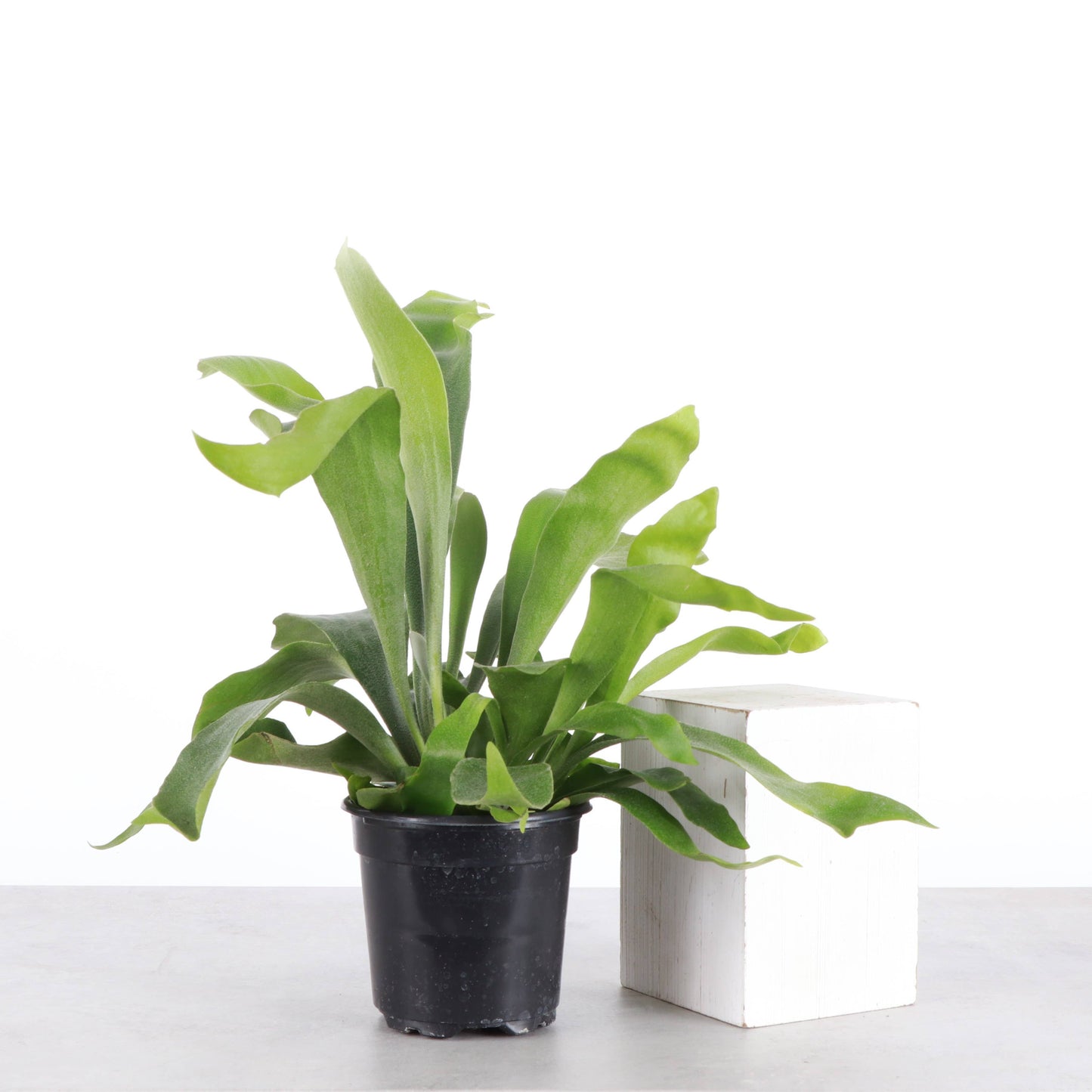 Staghorn Fern - 4"