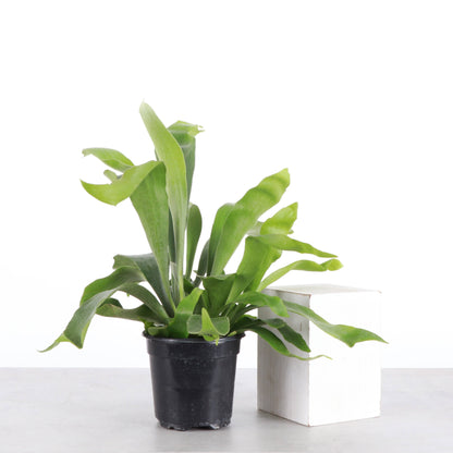Staghorn Fern - 4"