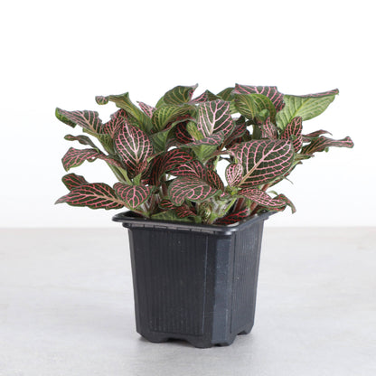 Pink Fittonia Nerve - 3"
