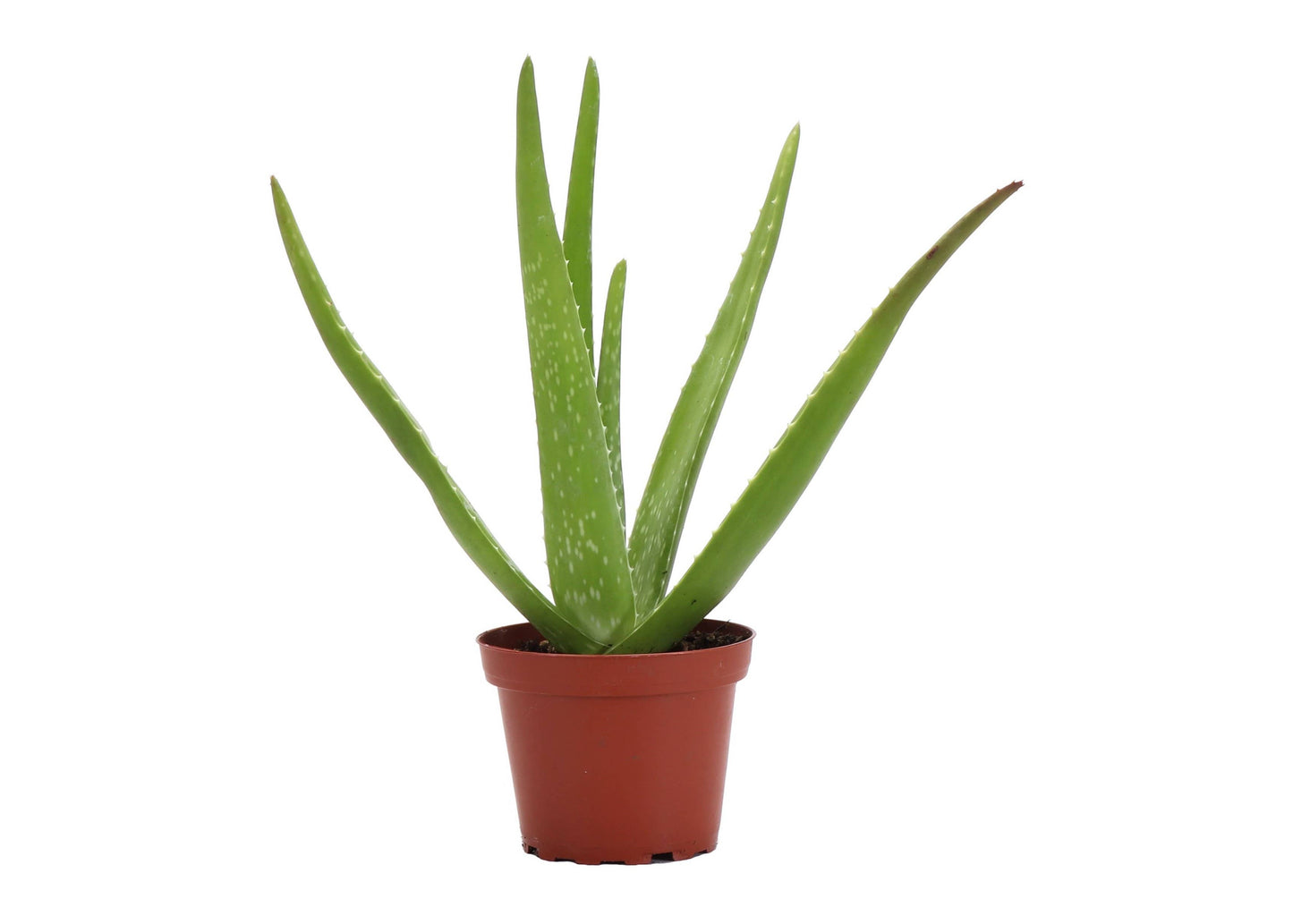 Aloe Vera - 4"