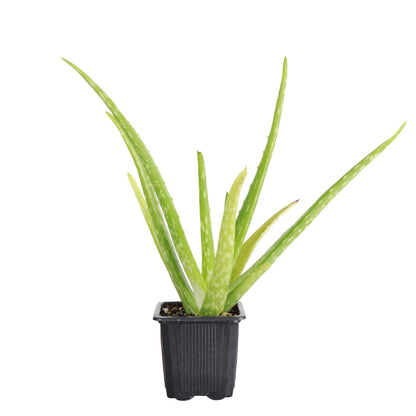 Aloe Vera - 4"