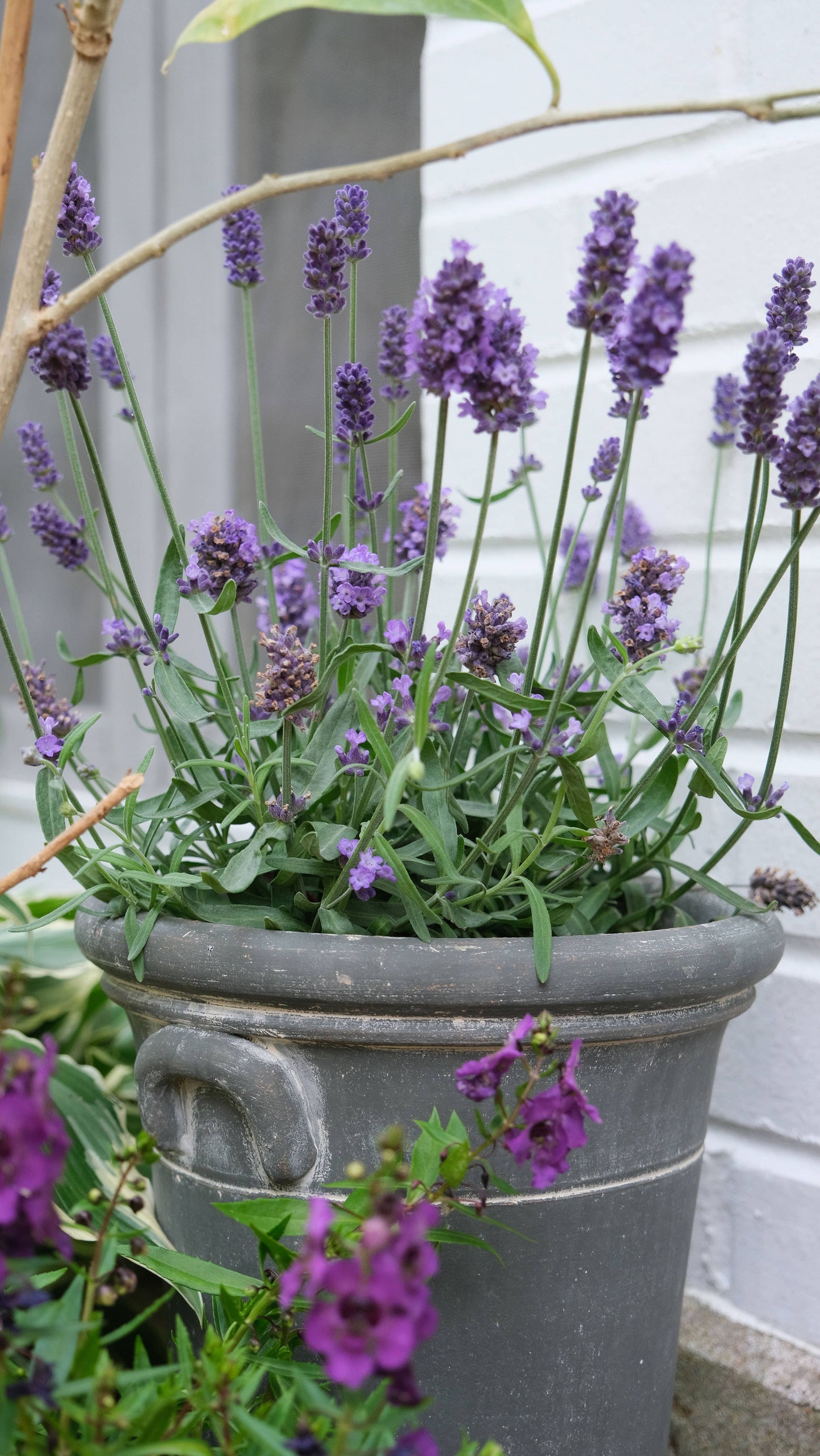 Provence Cachepot