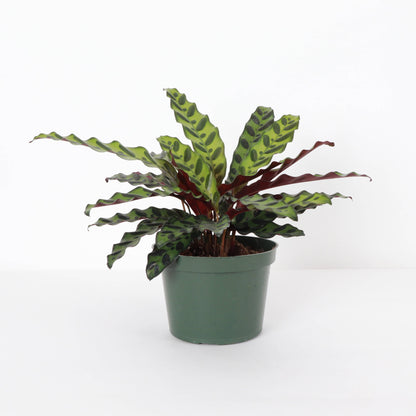 Calathea Rattlesnake - 4"