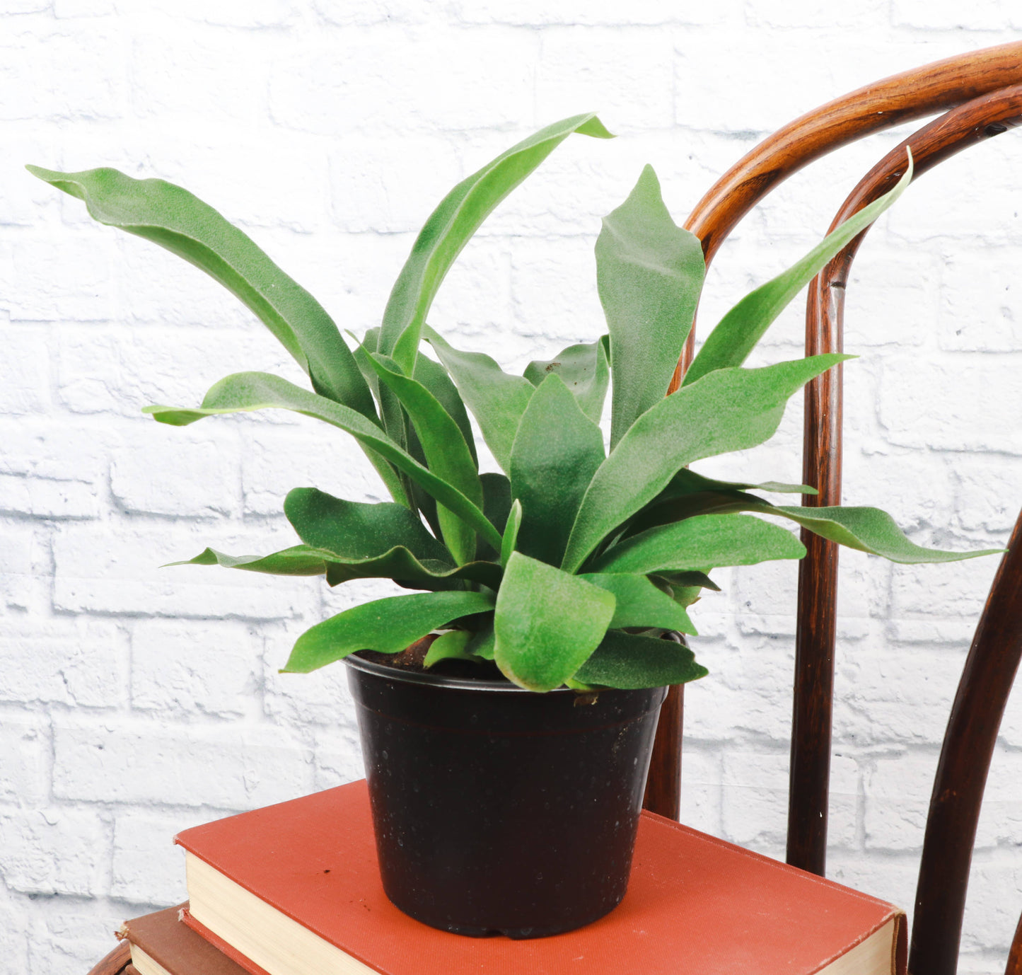 Staghorn Fern - 4"