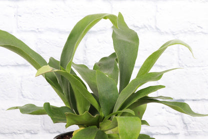 Staghorn Fern - 4"