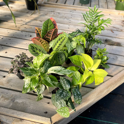 Plants Assort. - 3"