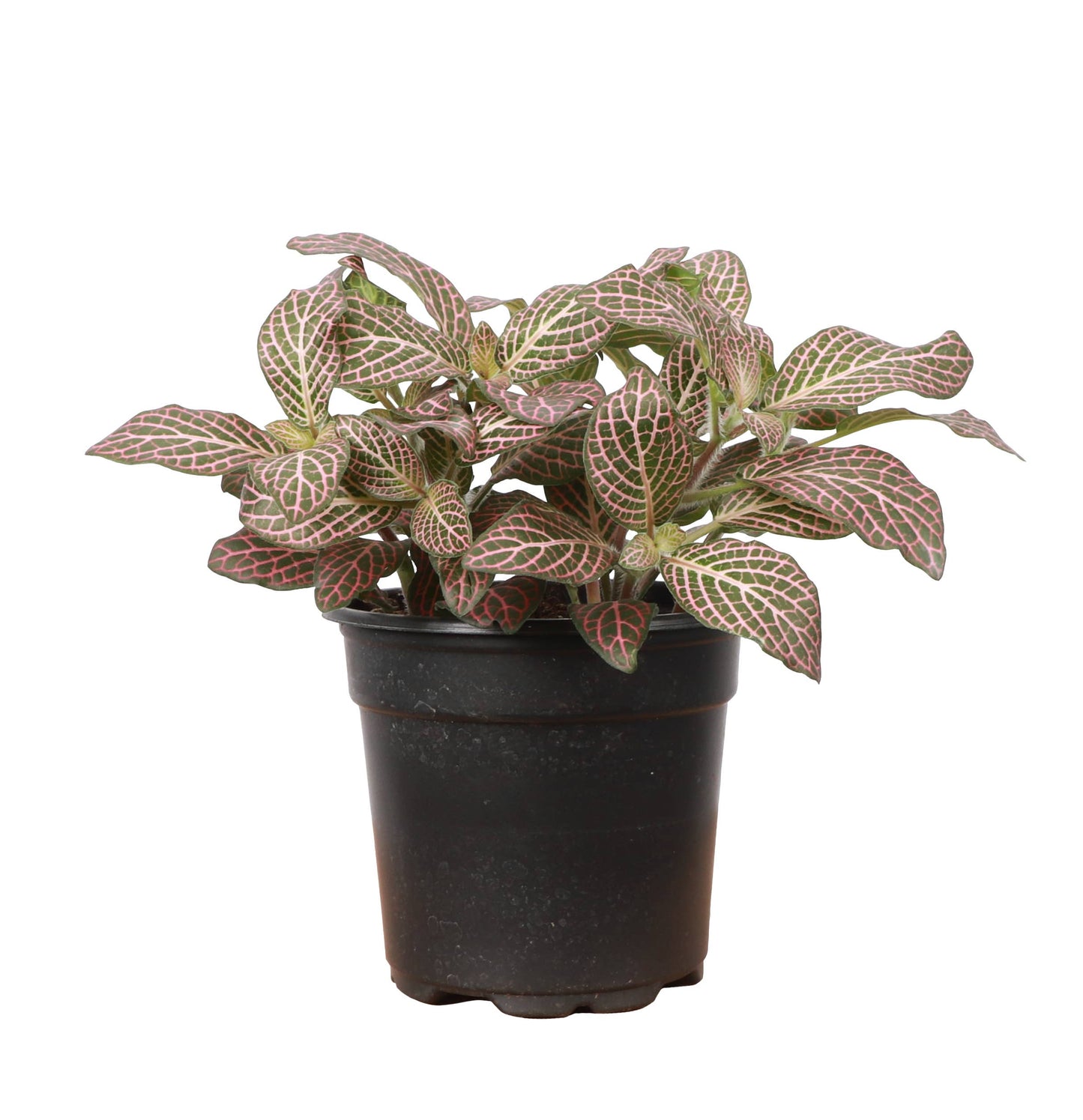 Pink Fittonia Nerve - 3"