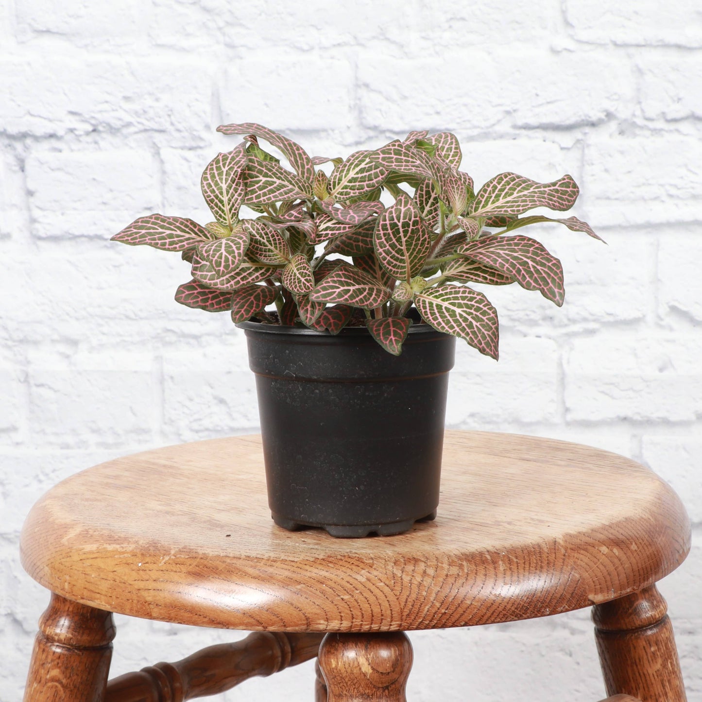 Pink Fittonia Nerve - 3"