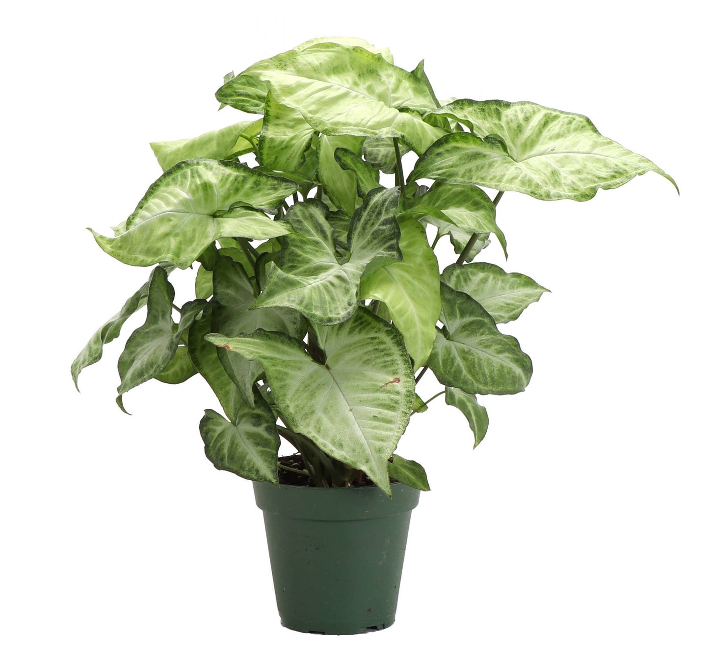 Butterfly Syngonium - 3"
