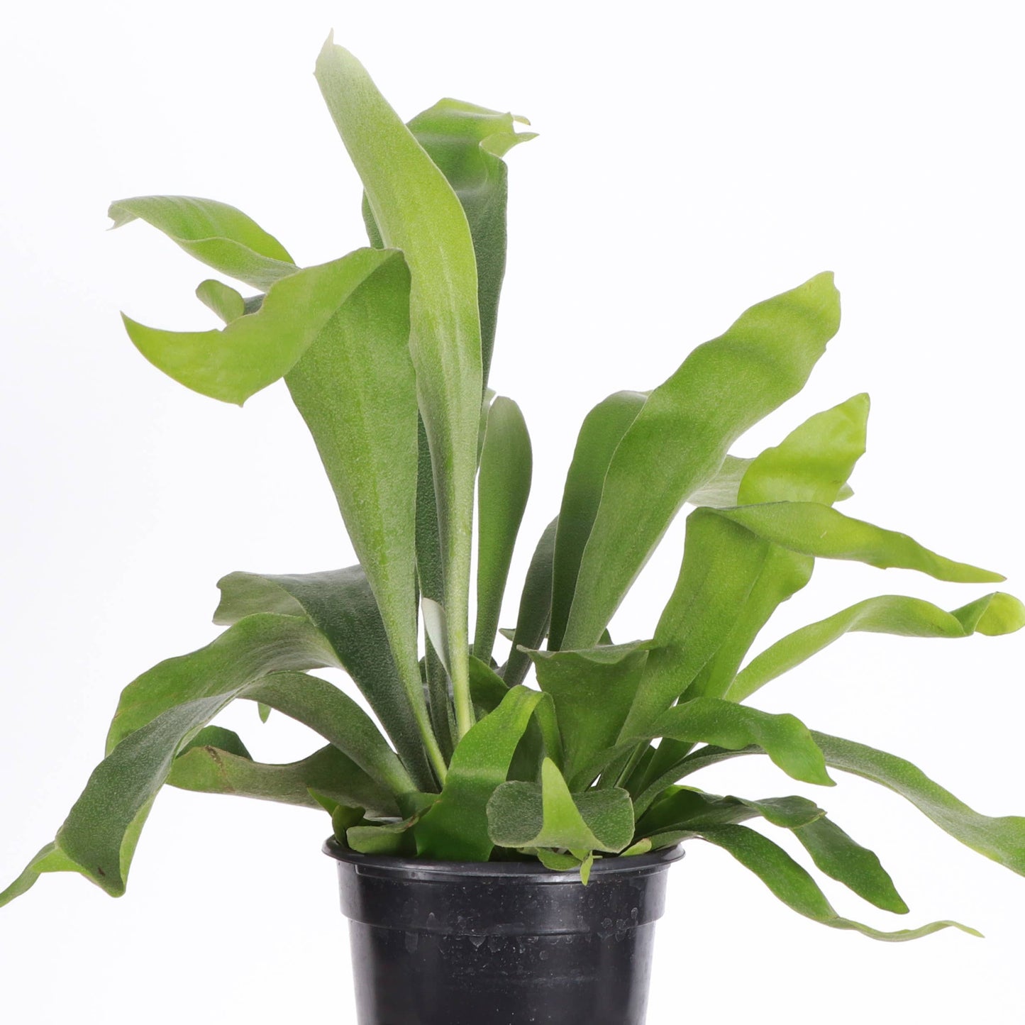 Staghorn Fern - 4"