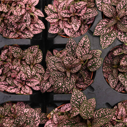 Pink Splash - 3"