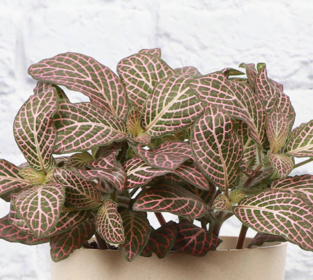 Pink Fittonia Nerve - 3"