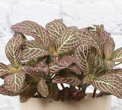 Pink Fittonia Nerve - 3"