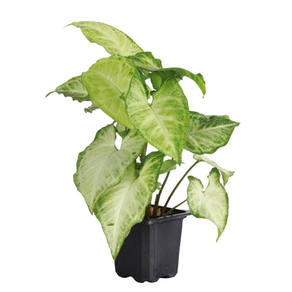 Butterfly Syngonium - 3"