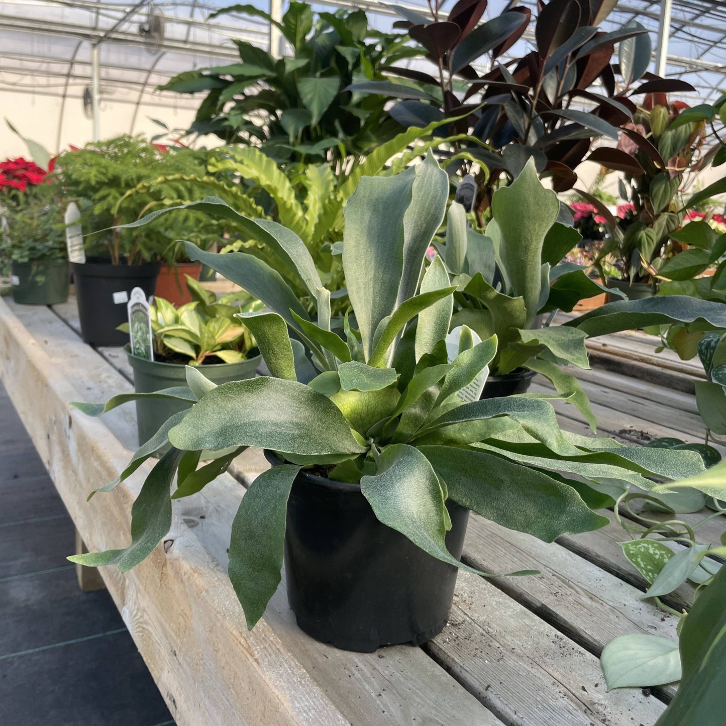 Staghorn Fern - 4"