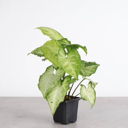 Butterfly Syngonium - 3"