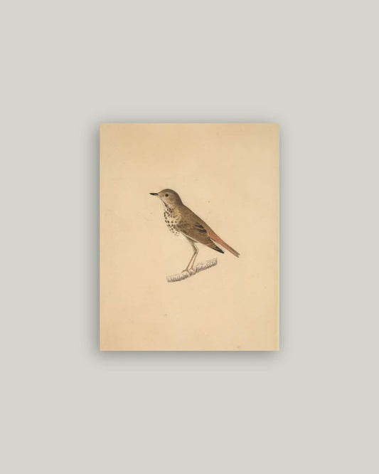 Bird Antique Artist Board
