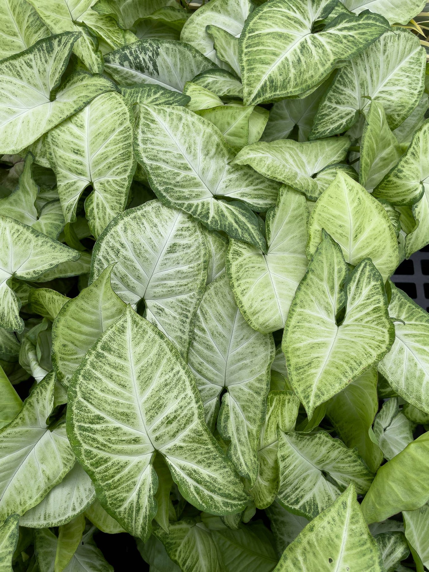 Butterfly Syngonium - 3"