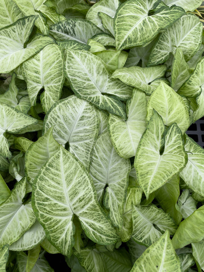 Butterfly Syngonium - 3"