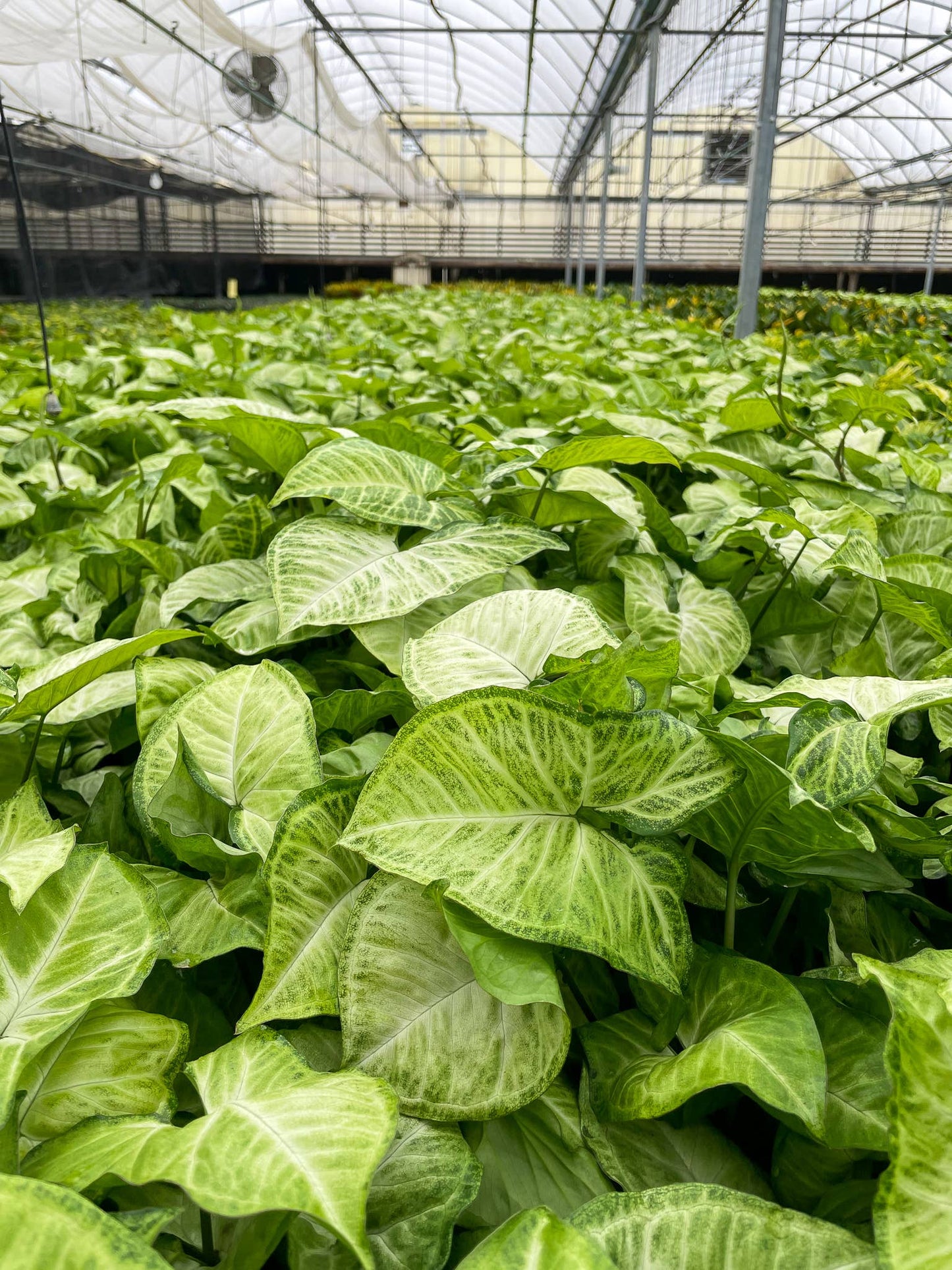 Butterfly Syngonium - 3"