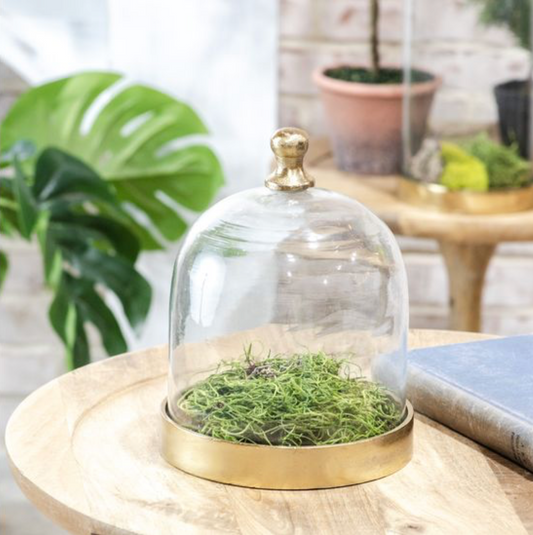 Glass Cloche