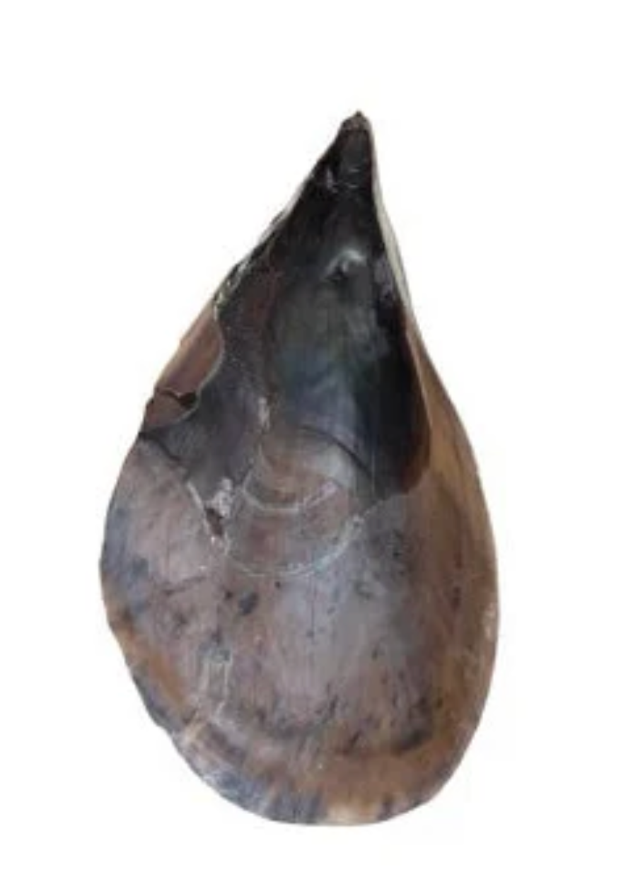 Pen Clam Shell