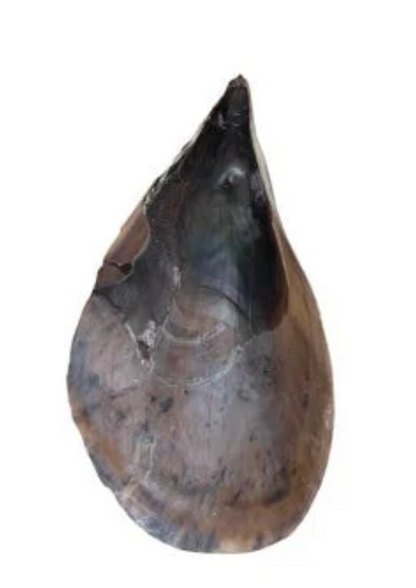 Pen Clam Shell