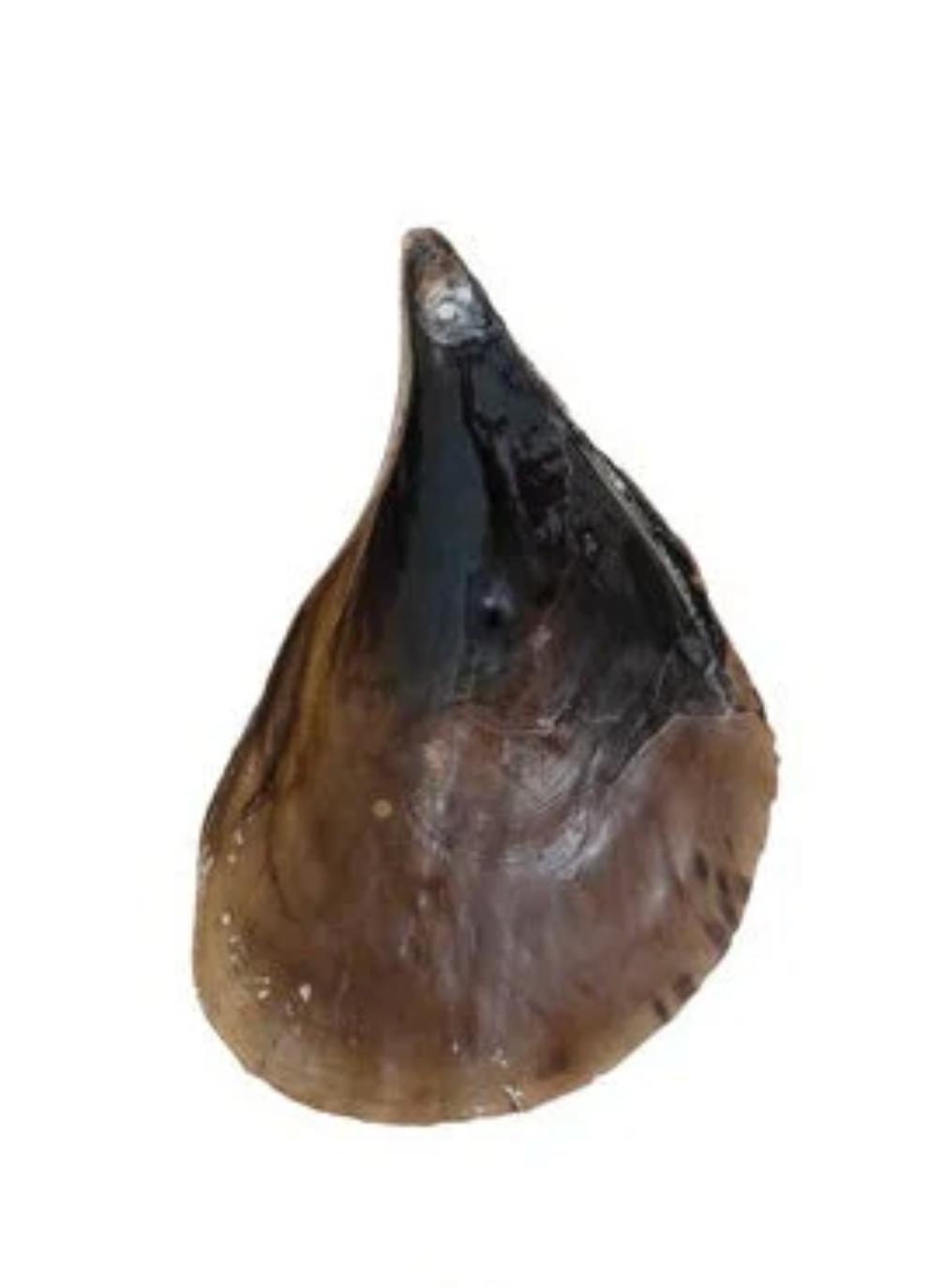 Pen Clam Shell